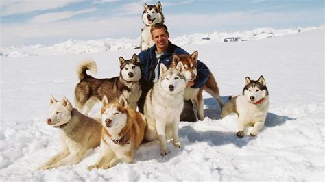 8 below fotos|Eight Below